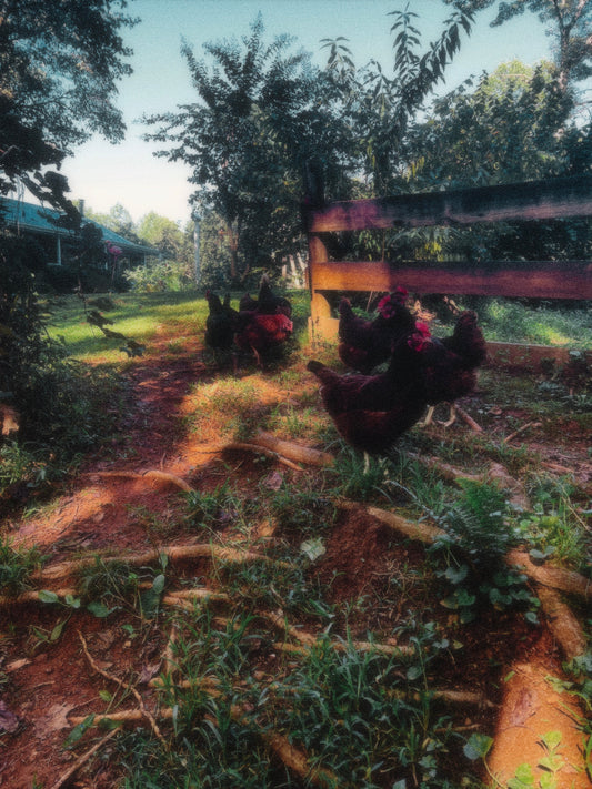 Maybe Life Is Just Beginning 🕊️